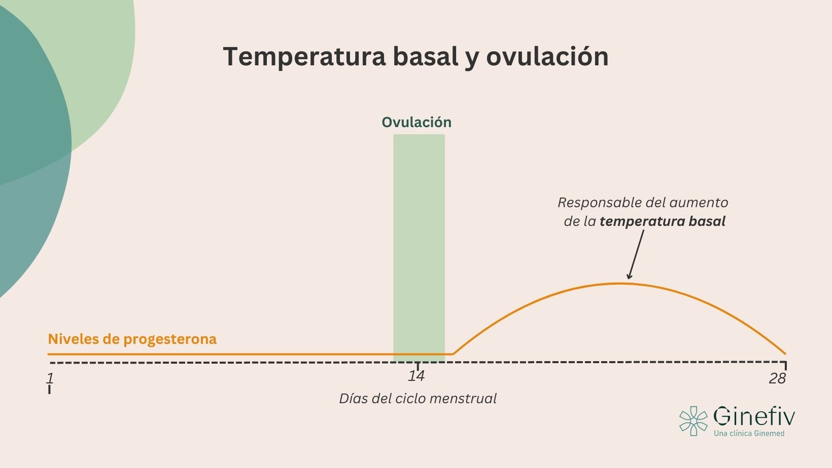 temperatura-basal-ovulacion-ginefiv